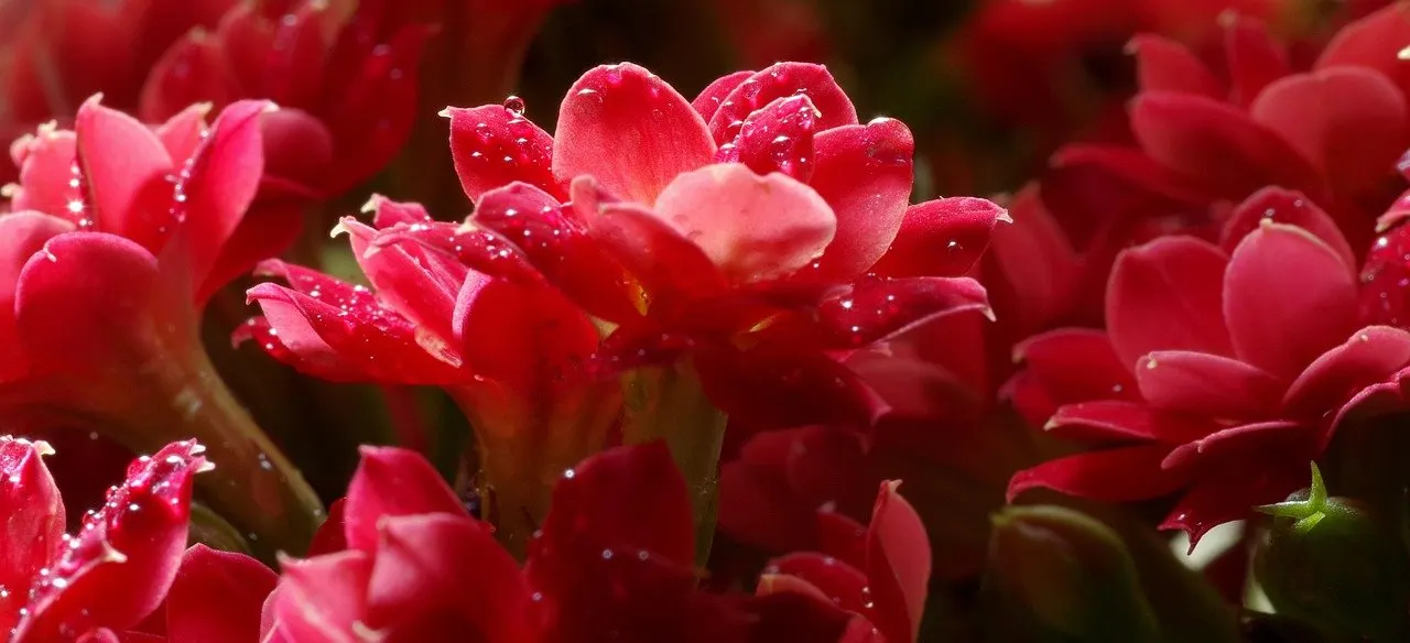 Nahaufnahme roter Kalanchoe-Blüten mit Wassertropfen, dicht gedrängt vor dunklem Hintergrund.