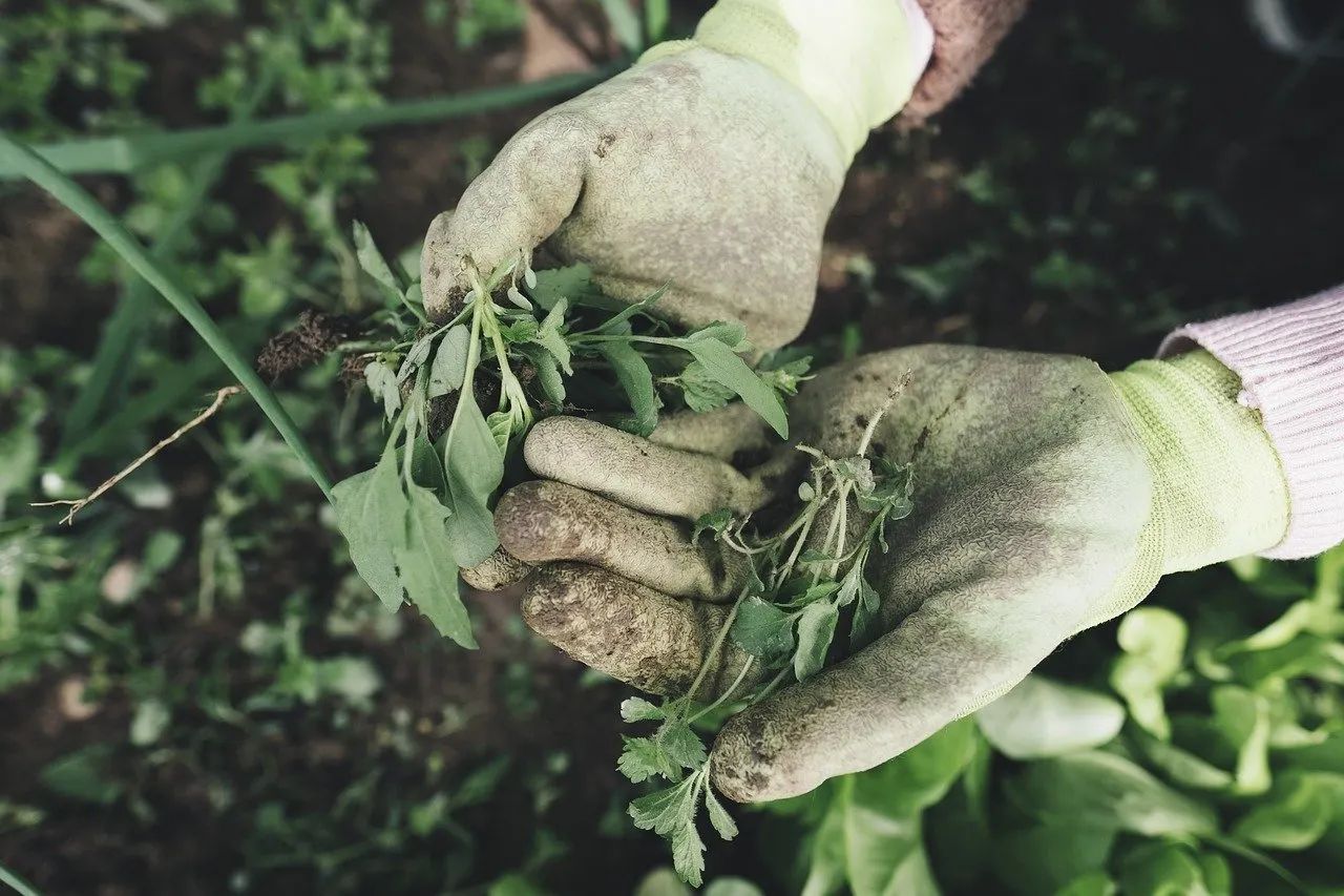 Behandschuhte Hände halten frisch ausgezupfte Wildkräuter über einem Gartenbeet.