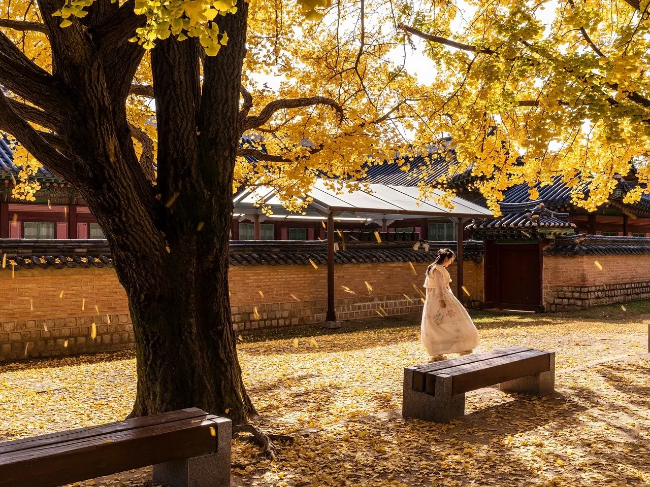 Goldgelber Ginkgobaum mit herabfallenden Blättern, daneben Bank und Backsteinmauer im Herbst.