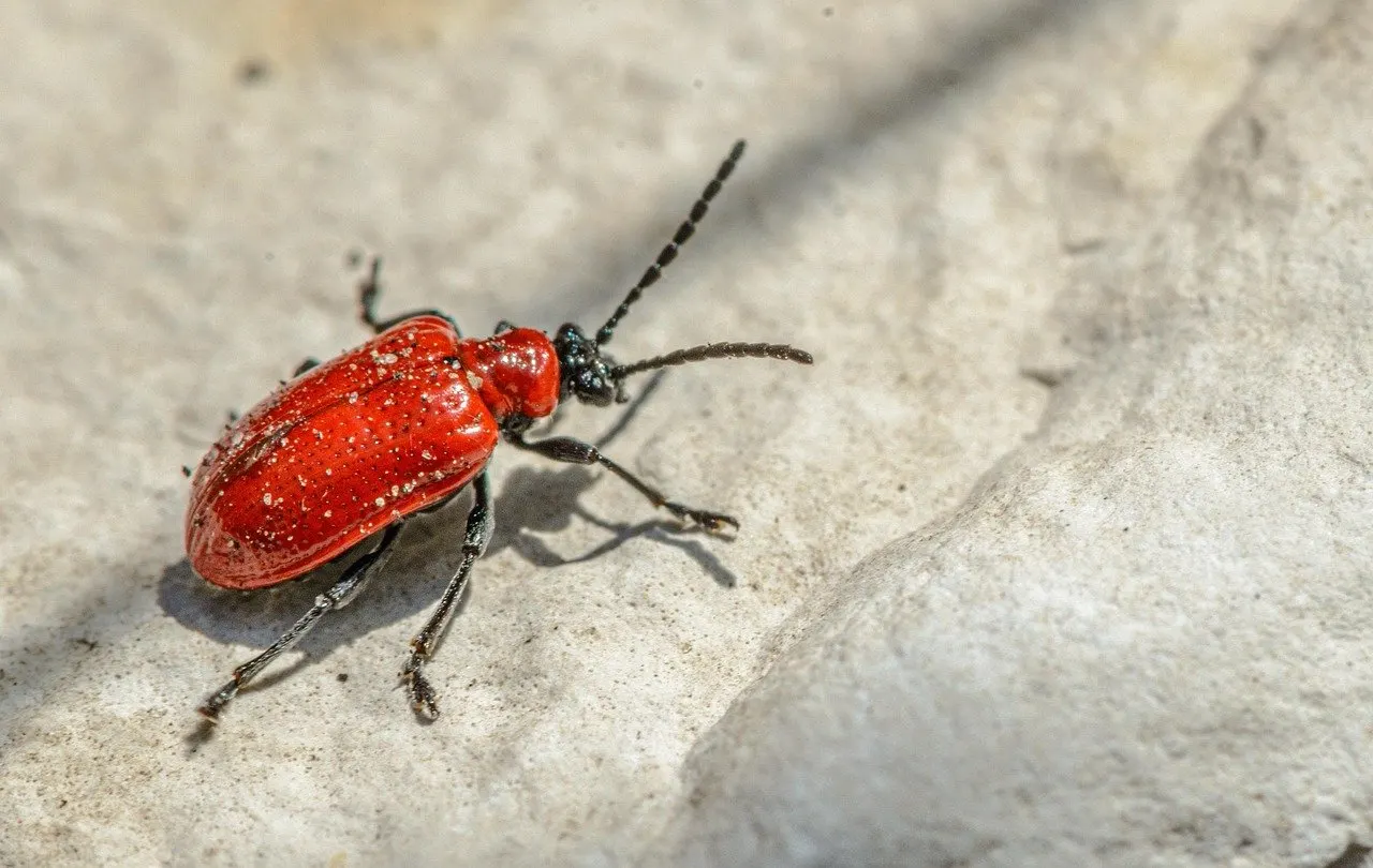 Roter Käfer mit schwarzen Fühlern und Beinen auf hellem Stein
