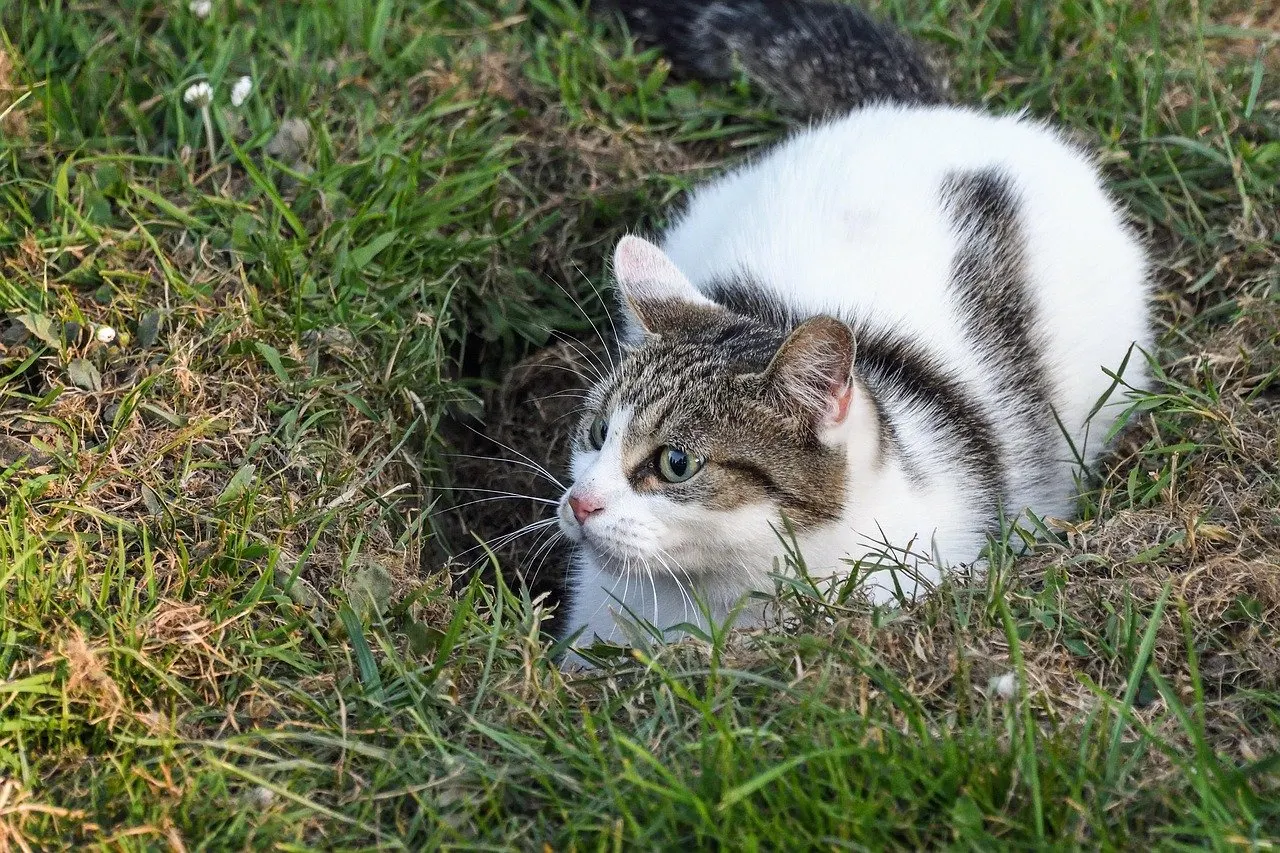 Weiß-getigerte Katze liegt im Gras neben einem Loch im Boden und blickt seitlich weg.