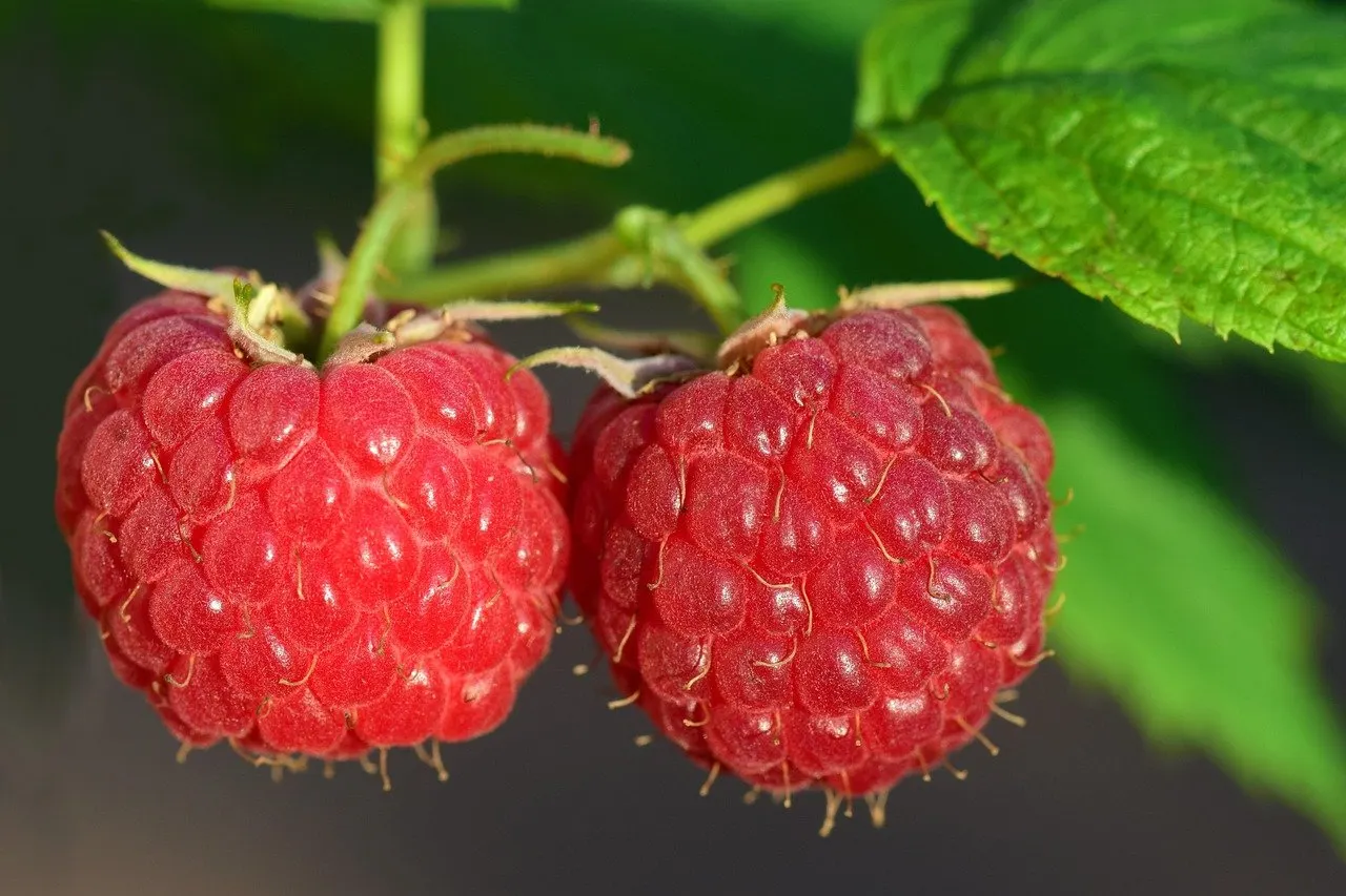 Zwei reife rote Himbeeren hängen an einem grünen Zweig vor unscharfem Hintergrund.